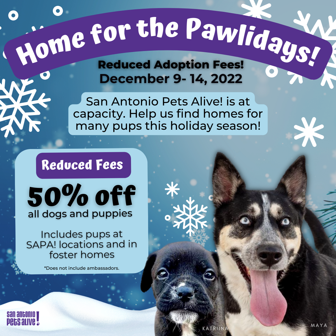 Home For the Pawlidays Adoption Special 